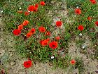 Randonnée en Aragon - Coquelicots