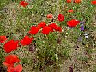 Randonnée en Aragon - Coquelicots