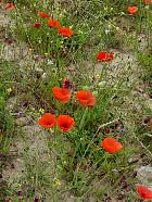 Randonnée en Aragon - Coquelicots