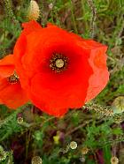 Randonnée en Aragon - Coquelicots