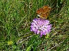 Randonnée en Aragon - Papillon