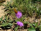 Randonnée en Aragon - Papillon