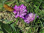 Randonnée en Aragon - Papillon