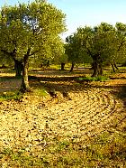 Randonnée en Aragon - Verger d'amandiers