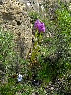 Randonnée en Aragon - Gymnadenia conopsea