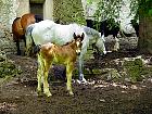 Randonnée en Aragon - Parvino de Ordoles