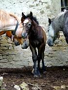 Randonnée en Aragon - Parvino de Ordoles