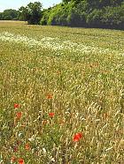 Randonnée au Parc du Vexin  - Bl encore vert
