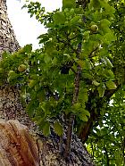 Randonnée au Parc du Vexin  - Poirier