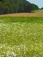 Randonnée au Parc du Vexin  - Champ de pquerettes