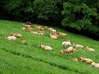 Plateau de l'Aubrac et la transhumance - 
