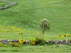 Plateau de l'Aubrac et la transhumance - 