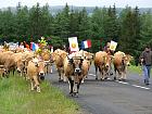 Plateau de l'Aubrac et la transhumance - Transhumance
