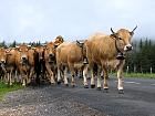Plateau de l'Aubrac et la transhumance - Transhumance