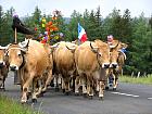 Plateau de l'Aubrac et la transhumance - Transhumance