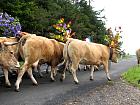 Plateau de l'Aubrac et la transhumance - Transhumance