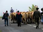 Plateau de l'Aubrac et la transhumance - Transhumance
