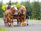 Plateau de l'Aubrac et la transhumance - Transhumance
