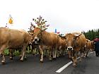Plateau de l'Aubrac et la transhumance - Transhumance