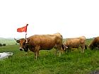 Plateau de l'Aubrac et la transhumance - Transhumance