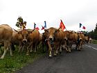 Plateau de l'Aubrac et la transhumance - Transhumance