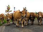 Plateau de l'Aubrac et la transhumance - Transhumance