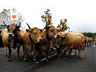 Plateau de l'Aubrac et la transhumance - Transhumance