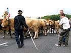 Plateau de l'Aubrac et la transhumance - Transhumance