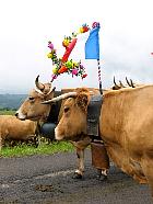 Plateau de l'Aubrac et la transhumance - Transhumance