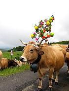 Plateau de l'Aubrac et la transhumance - Transhumance