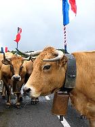 Plateau de l'Aubrac et la transhumance - Transhumance