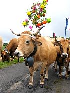Plateau de l'Aubrac et la transhumance - Transhumance