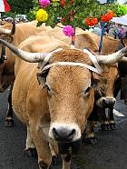 Plateau de l'Aubrac et la transhumance - Transhumance