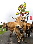Plateau de l'Aubrac et la transhumance - Transhumance