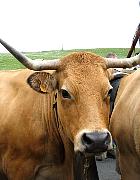 Plateau de l'Aubrac et la transhumance - Transhumance