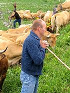 Plateau de l'Aubrac et la transhumance - Transhumance