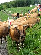 Plateau de l'Aubrac et la transhumance - Transhumance