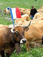 Plateau de l'Aubrac et la transhumance - Transhumance
