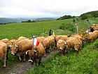 Plateau de l'Aubrac et la transhumance - Transhumance