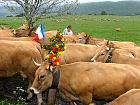 Plateau de l'Aubrac et la transhumance - Transhumance