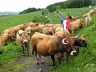 Plateau de l'Aubrac et la transhumance - Transhumance