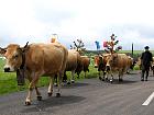 Plateau de l'Aubrac et la transhumance - Transhumance