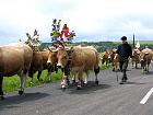 Plateau de l'Aubrac et la transhumance - Transhumance