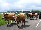 Plateau de l'Aubrac et la transhumance - Transhumance