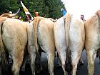Plateau de l'Aubrac et la transhumance - Transhumance