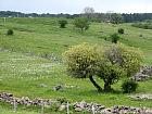 Plateau de l'Aubrac et la transhumance - 