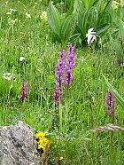 Plateau de l'Aubrac et la transhumance - 