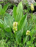 Plateau de l'Aubrac et la transhumance - 