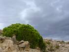 El Vedado de Eguaras  - Genvrier