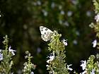 El Vedado de Eguaras  - Piride du rsda ou Marbr de vert (Pontia daplidice) 